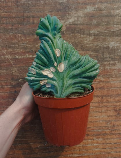 Myrtillocactus Geometrizans Crestato strictum (X)