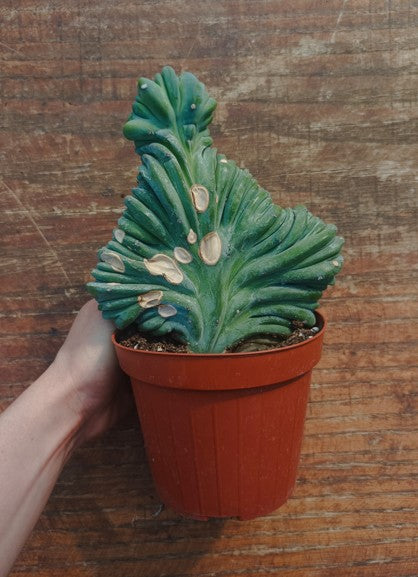 Myrtillocactus Geometrizans Crestato strictum (X)