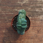Myrtillocactus Geometrizans Crestato strictum (X)