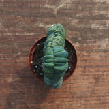 Myrtillocactus Geometrizans Crestato strictum (X)