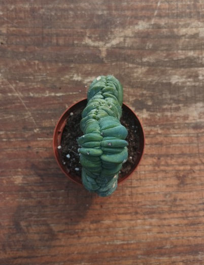 Myrtillocactus Geometrizans Crestato strictum (X)