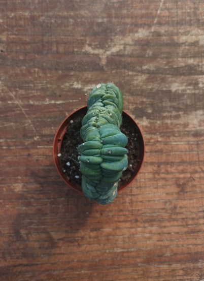 Myrtillocactus Geometrizans Crestato strictum (X)