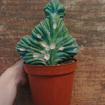 Myrtillocactus Geometrizans Crestato strictum (X)