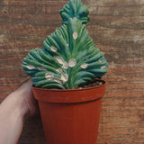 Myrtillocactus Geometrizans Crestato strictum (X)