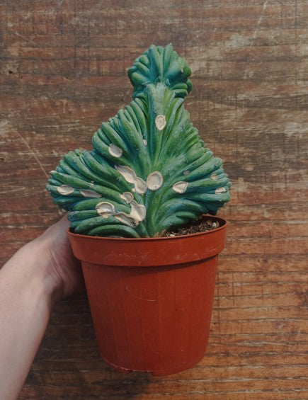 Myrtillocactus Geometrizans Crestato strictum (X)