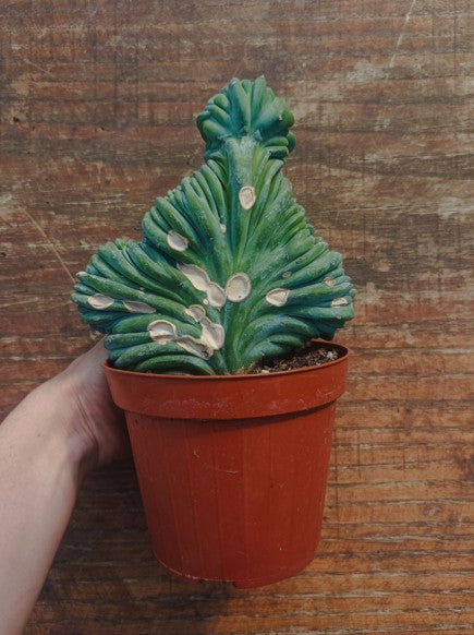 Myrtillocactus Geometrizans Crestato strictum (X)