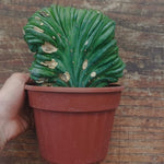 Myrtillocactus Geometrizans Crestato strictum (Z)