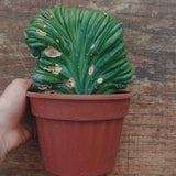Myrtillocactus Geometrizans Crestato strictum (Z)