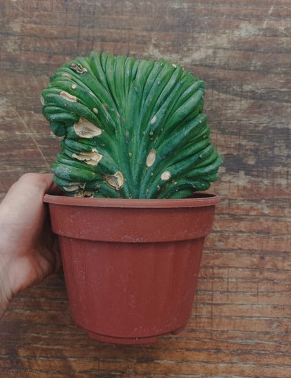 Myrtillocactus Geometrizans Crestato strictum (Z)
