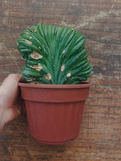 Myrtillocactus Geometrizans Crestato strictum (Z)