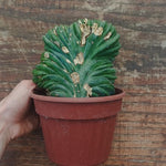 Myrtillocactus Geometrizans Crestato strictum (Z)