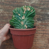 Myrtillocactus Geometrizans Crestato strictum (Z)