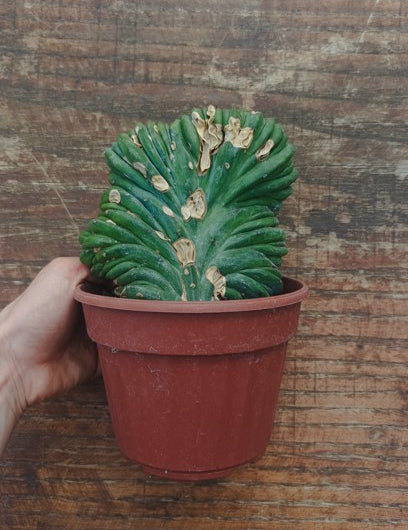 Myrtillocactus Geometrizans Crestato strictum (Z)