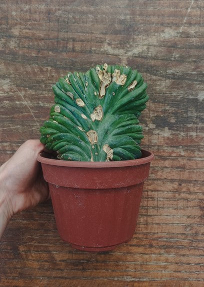 Myrtillocactus Geometrizans Crestato strictum (Z)