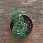 Myrtillocactus Geometrizans Crestato strictum (Z)