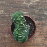 Myrtillocactus Geometrizans Crestato strictum (Z)