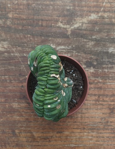 Myrtillocactus Geometrizans Crestato strictum (Z)