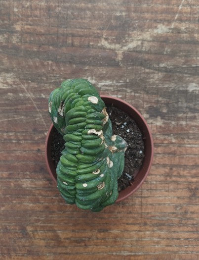 Myrtillocactus Geometrizans Crestato strictum (Z)
