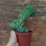 Myrtillocactus Geometrizans Crestato strictum (2)