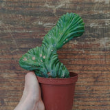 Myrtillocactus Geometrizans Crestato strictum (2)