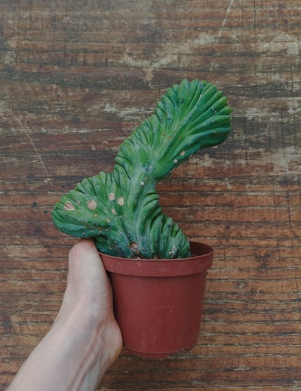 Myrtillocactus Geometrizans Crestato strictum (2)
