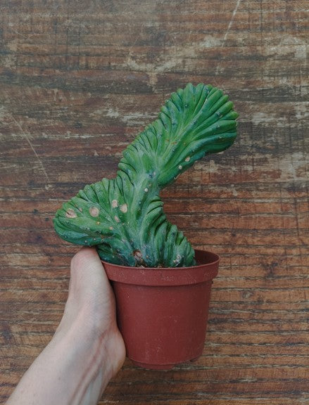 Myrtillocactus Geometrizans Crestato strictum (2)