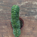 Myrtillocactus Geometrizans Crestato strictum (2)