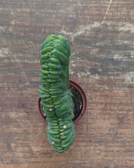 Myrtillocactus Geometrizans Crestato strictum (2)