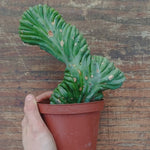 Myrtillocactus Geometrizans Crestato strictum (2)