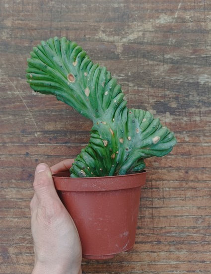 Myrtillocactus Geometrizans Crestato strictum (2)