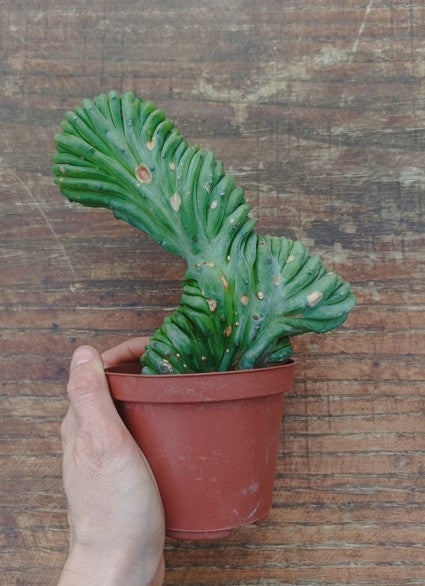 Myrtillocactus Geometrizans Crestato strictum (2)