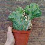 Myrtillocactus Geometrizans Crestato strictum (1)