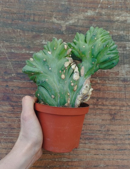 Myrtillocactus Geometrizans Crestato strictum (1)