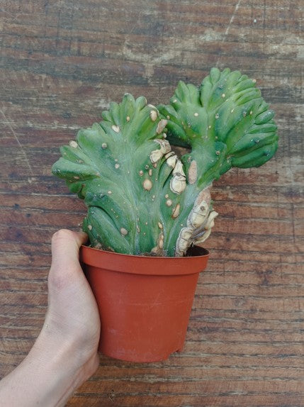 Myrtillocactus Geometrizans Crestato strictum (1)