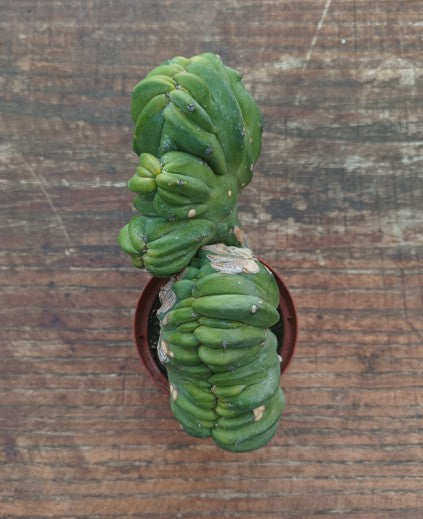 Myrtillocactus Geometrizans Crestato strictum (1)