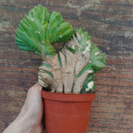 Myrtillocactus Geometrizans Crestato strictum (1)