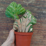 Myrtillocactus Geometrizans Crestato strictum (1)