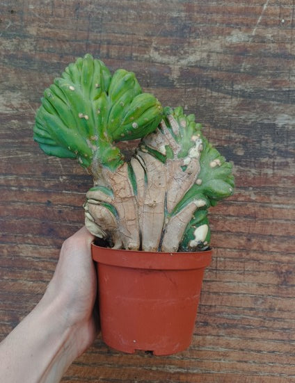 Myrtillocactus Geometrizans Crestato strictum (1)