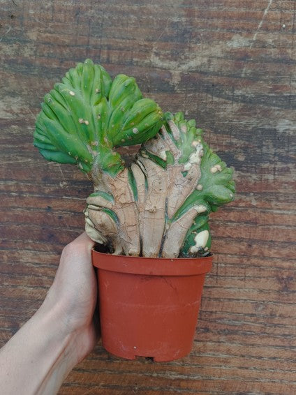 Myrtillocactus Geometrizans Crestato strictum (1)