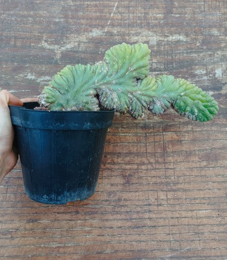 Trichocereus pachanoi cristata