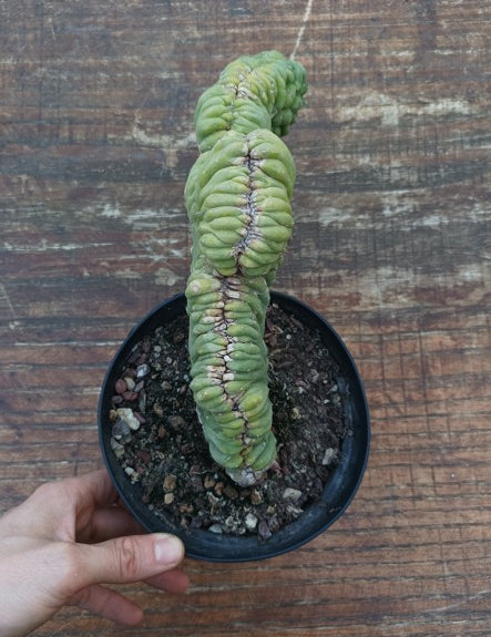 Trichocereus pachanoi cristata