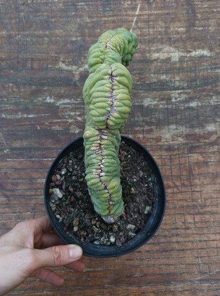 Trichocereus pachanoi cristata