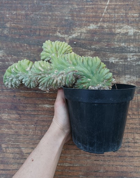 Trichocereus pachanoi cristata