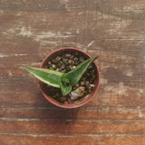 Agave Kizan v5.5