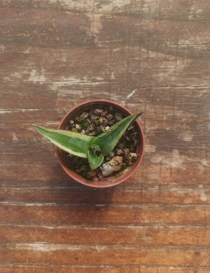 Agave Kizan v5.5