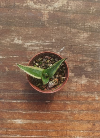 Agave Kizan v5.5