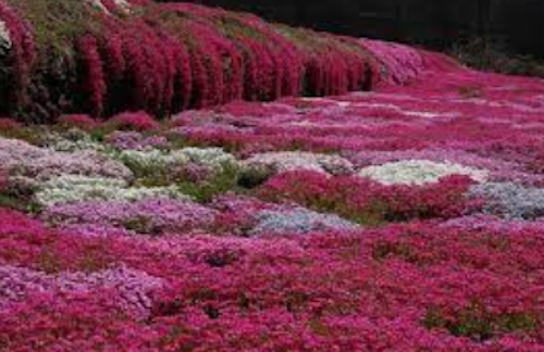 Phlox subulata  douglasi Crackers 10