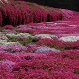 Phlox subulata  Zwergenteppich 10