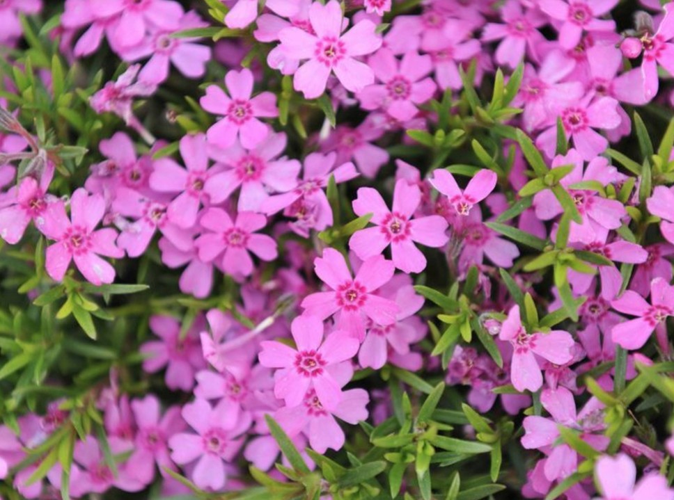 Phlox subulata  Zwergenteppich 10