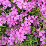 Phlox subulata  Zwergenteppich 10